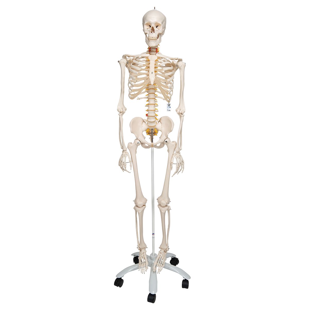 Skelett Fred A15, das flexible Skelett auf Metallstativ mit 5 Rollen