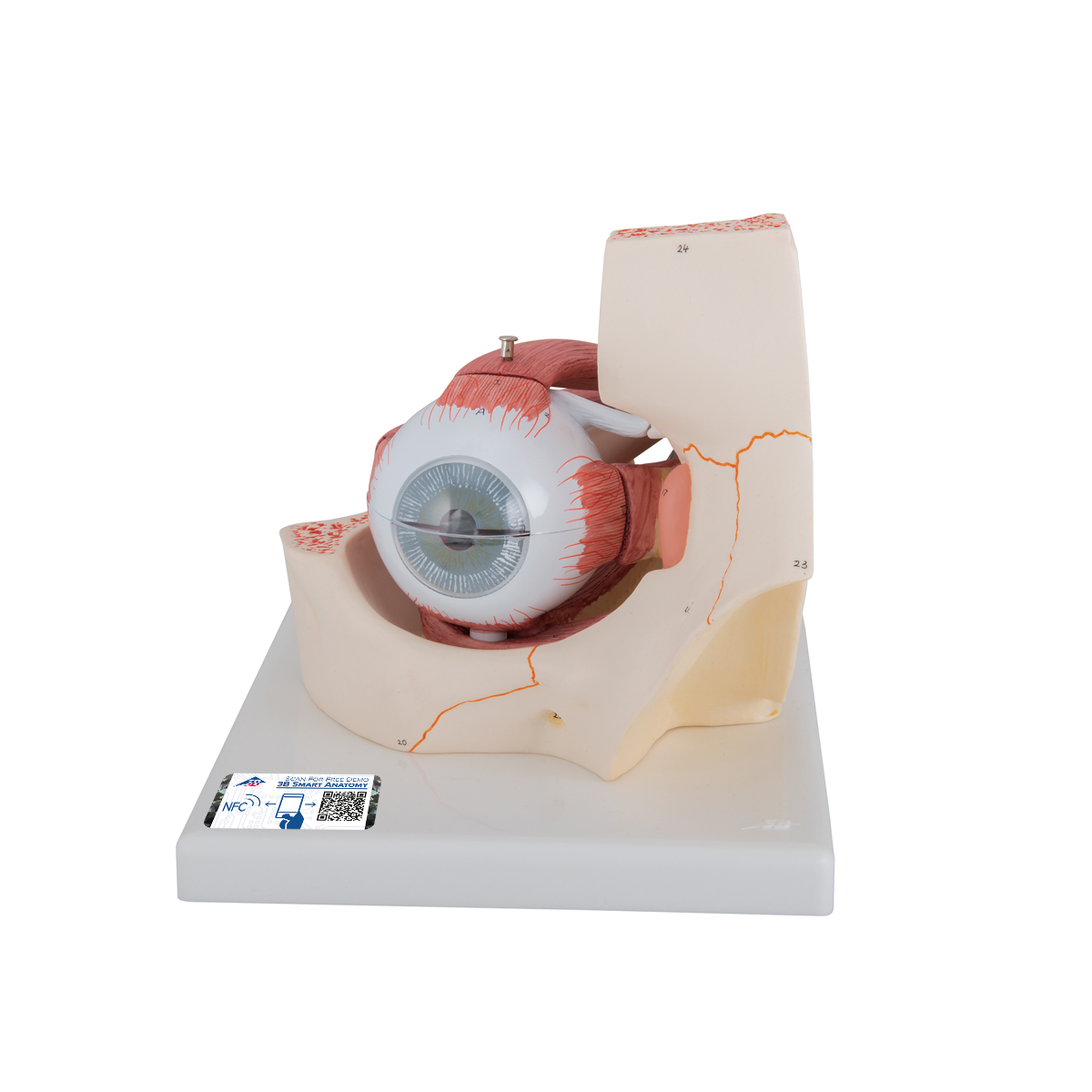 Modell vom Auge in Augenhöhle, 3-fache Größe, 7-teilig - 3B Smart Anatomy, Bestellnummer 1000258, F13, 3B Scientific