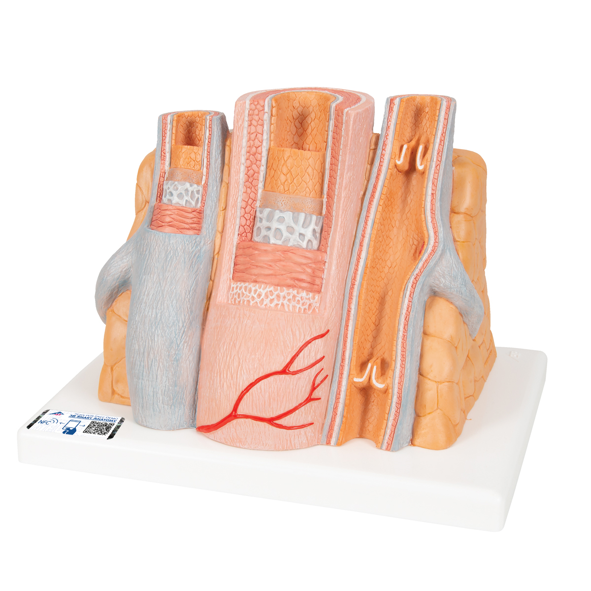 3B MICROanatomy™ Modell Arterie und Vene - 14-fache Vergrößerung - 3B Smart Anatomy, Bestellnummer 1000279, G42, 3B Scientific