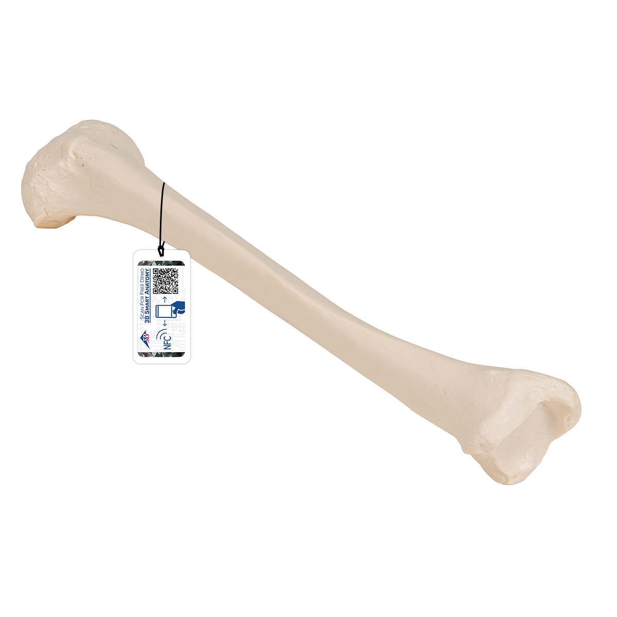 Schienbein Knochen Modell - 3B Smart Anatomy, Bestellnummer 1019363, A35/3, 3B Scientific