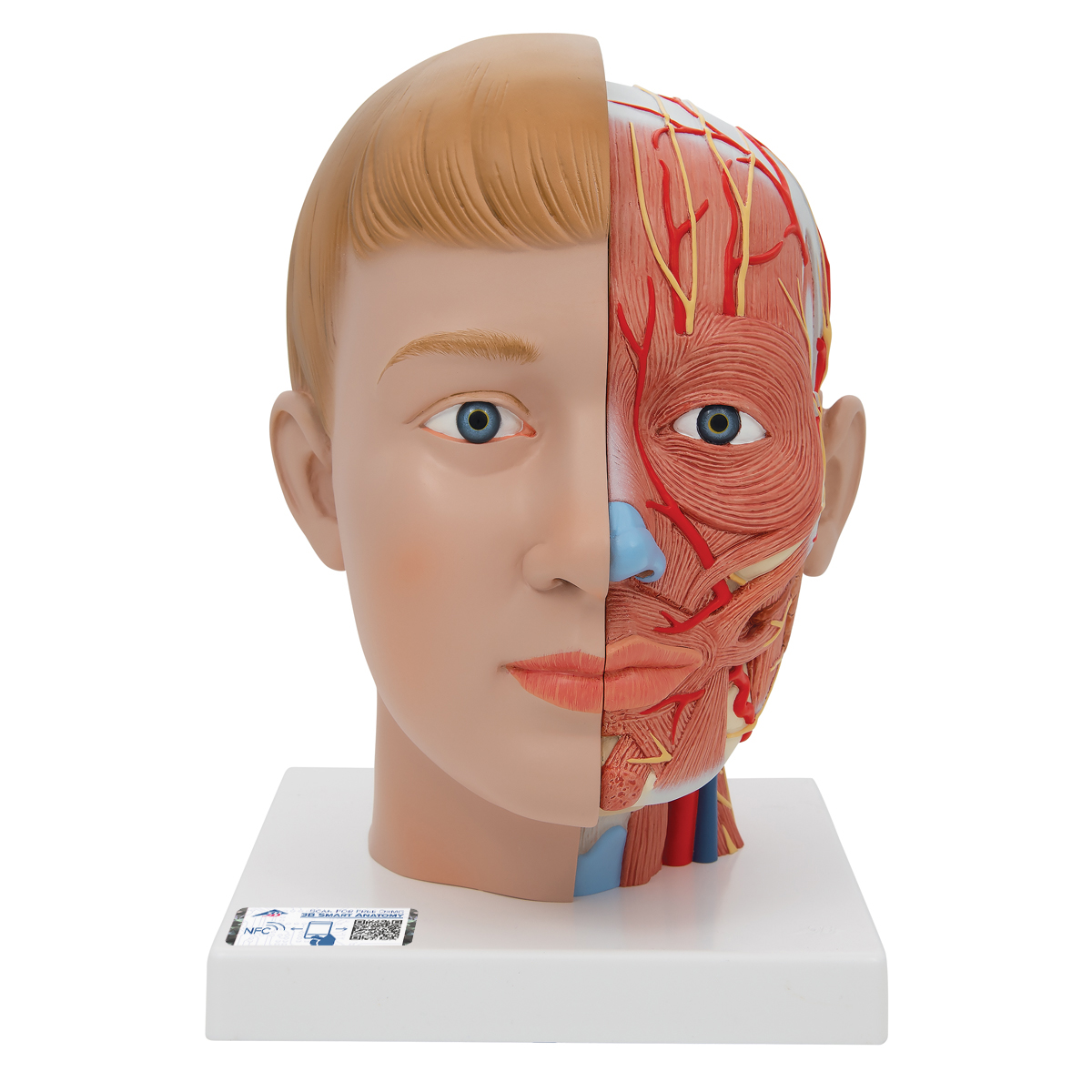 Lebensgroßes Kopfmodell mit Gehirn & Hals, 4-teilig - 3B Smart Anatomy, Bestellnummer 1000216, C07, 3B Scientific