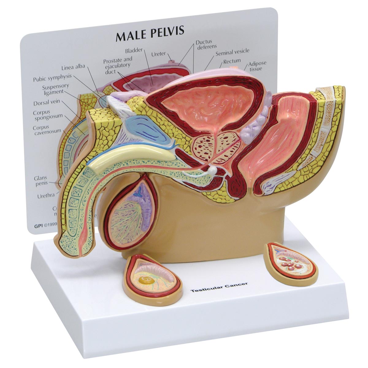 Modell eines männlichen Beckens mit Hoden, Bestellnummer 1019565, 3570, GPI Anatomicals