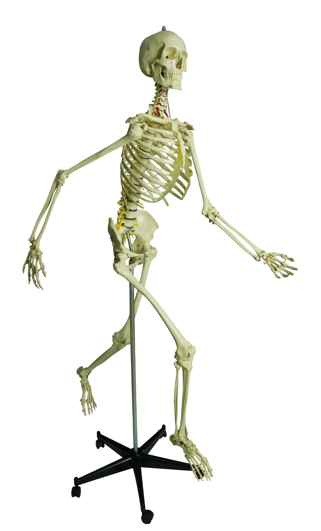 Physiologisches Skelett mit weichen Zwischenwirbeln, auf 5-Fuß-Rollenstativ, schwer, Bestellnummer A203, Rüdiger-Anatomie