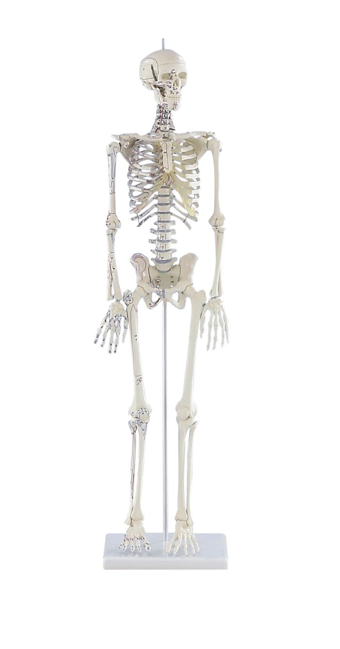 Miniatur-Skelett Daniel mit Muskelmarkierungen, Bestellnummer 3035, Erler-Zimmer