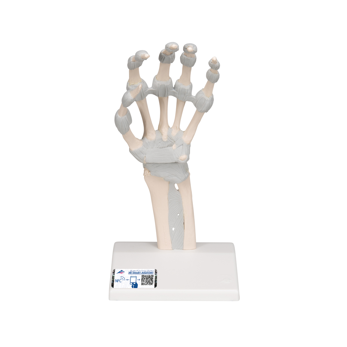 Handskelett Modell mit elastischen Bändern - 3B Smart Anatomy, Bestellnummer 1013683, M36, 3B Scientific