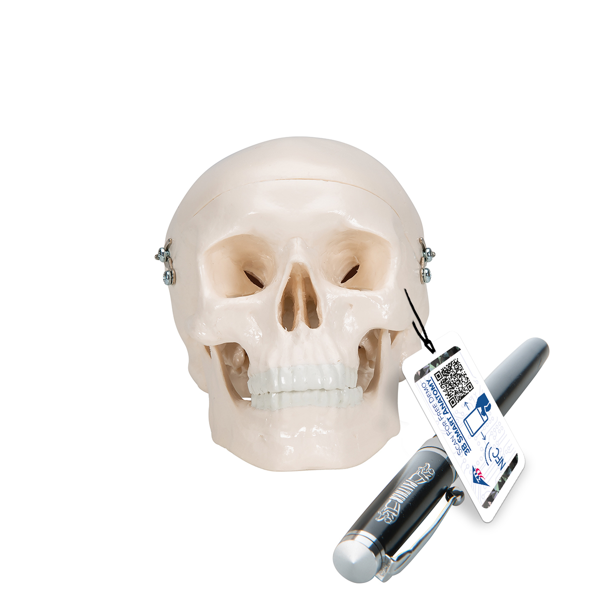 Mini Anatomie Modell Menschlicher Schädel, 3-teilig (Kalotte, Schädelbasis & Unterkiefer) - 3B Smart Anatomy, Bestellnummer 1000041, A18/15, 3B Scientific