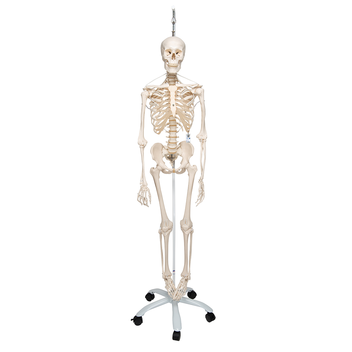 Menschliches Skelett Modell "Feldi", lebensgroß mit flexibel montierten Gelenken, an Metallhängestativ mit Rollen - 3B Smart Anatomy