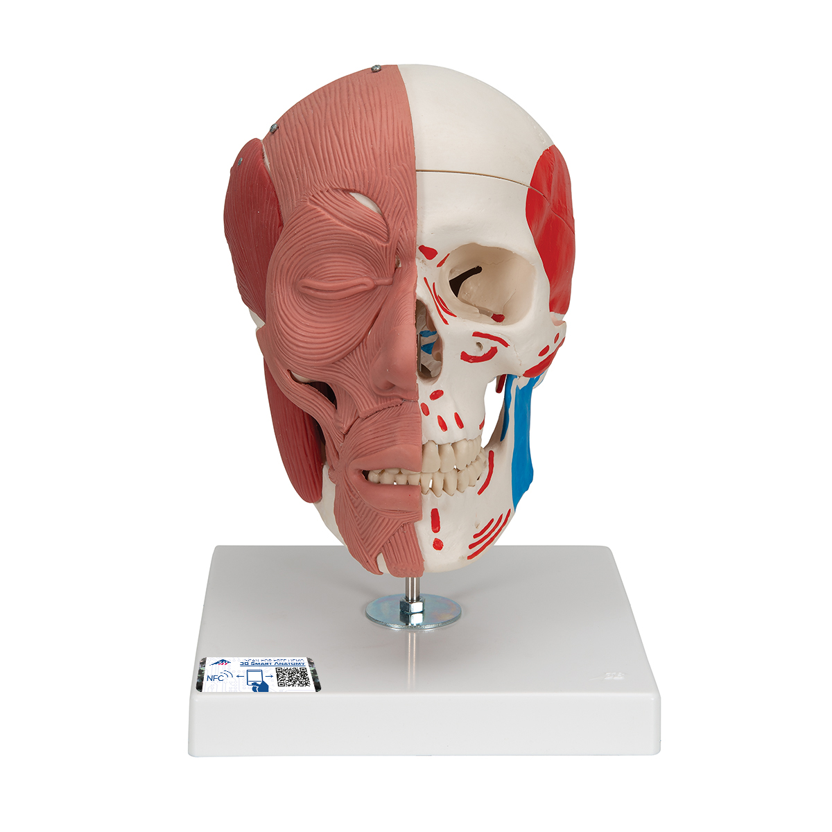Schädel Modell mit Gesichtsmuskulatur - 3B Smart Anatomy, Bestellnummer 1020181, A300, 3B Scientific