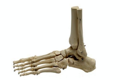 Fußskelett, schwer, Bestellnummer A241, Rüdiger-Anatomie
