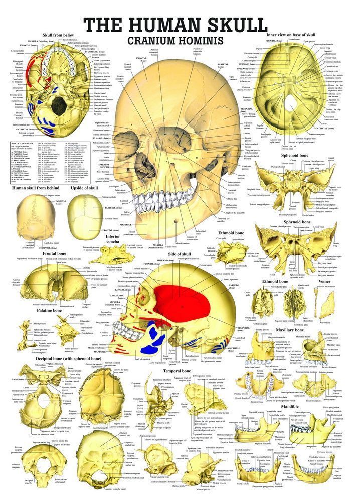 The Human Skull, englisch, 70x100 cm, laminiert, Bestellnummer CH02/L, Rüdiger-Anatomie