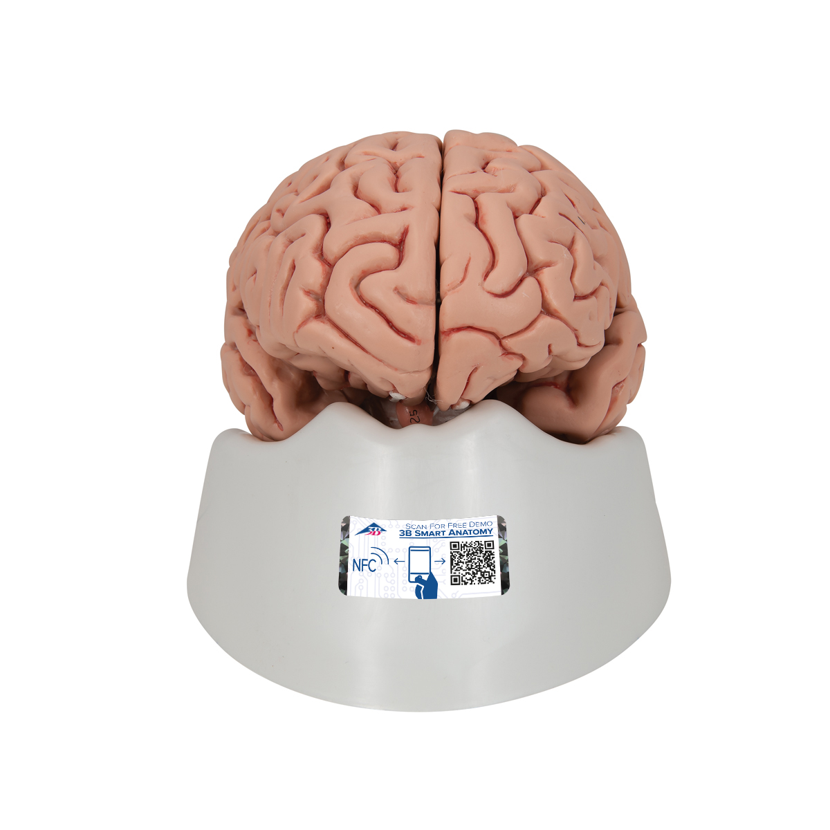 Menschliches Gehirnmodell "Klassik", 5-teilig - 3B Smart Anatomy, Bestellnummer 1000226, C18, 3B Scientific