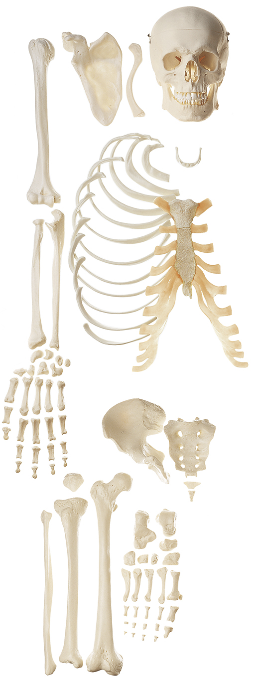 Unmontiertes halbes Homo-Skelett, Bestellnummer QS 41/2, SOMSO-Modelle