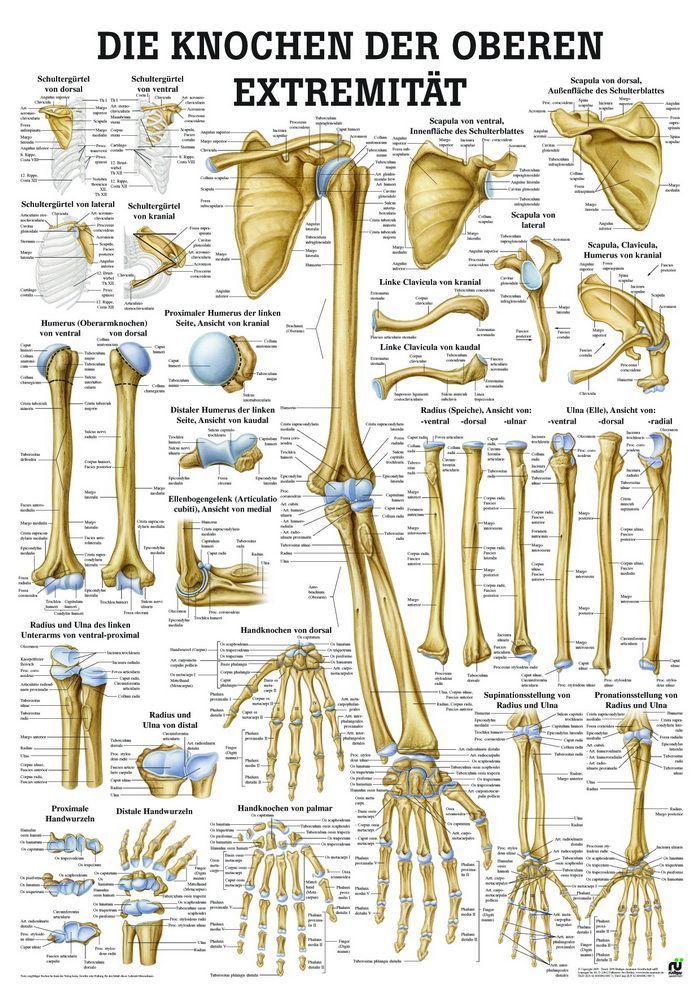 Die Knochen der oberen Extremität, 24x34 cm, laminiert, Bestellnummer MIPOTA63/L, Rüdiger-Anatomie