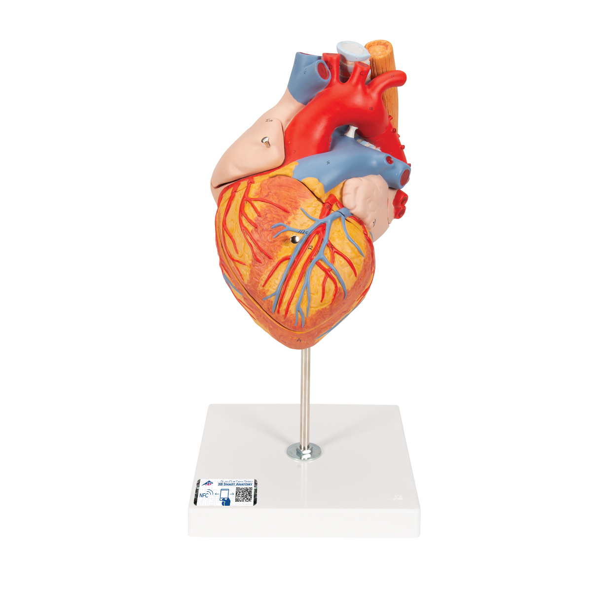Herzmodell mit Luft- und Speiseröhre, 2-fache Größe, 5-teilig - 3B Smart Anatomy, Bestellnummer 1000269, G13, 3B Scientific