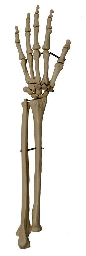 Handskelett mit Unterarm, schwer, Bestellnummer A231, Rüdiger-Anatomie