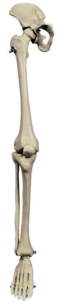 Mini-Bein, schwer, Bestellnummer MI240, Rüdiger-Anatomie