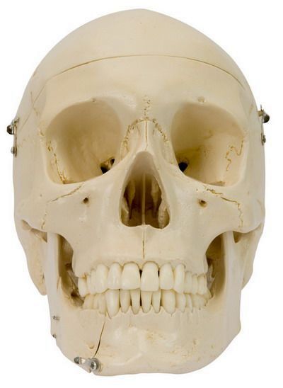 Strukturschädel mit Einzelzähnen, schwer, Bestellnummer A220a, Rüdiger-Anatomie