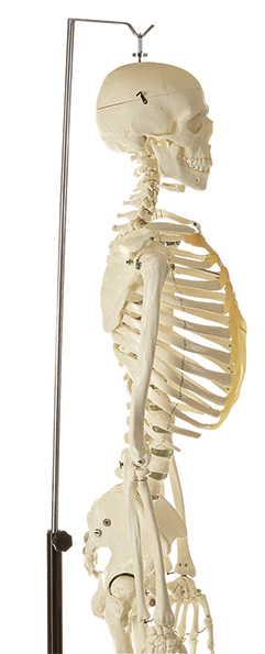 Künstliches Homo-Skelett, Bestellnummer QS 10/4, SOMSO-Modelle