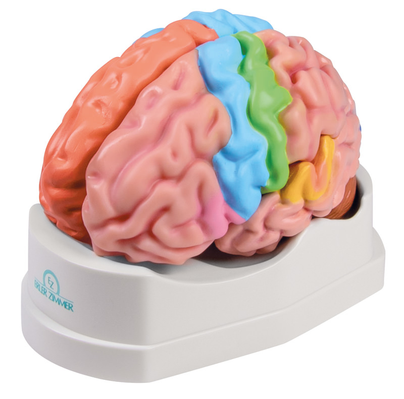 Gehirnmodell funktionell/regional, lebensgroß, 5-teilig - EZ Augmented Anatomy, Bestellnummer C922, Erler-Zimmer