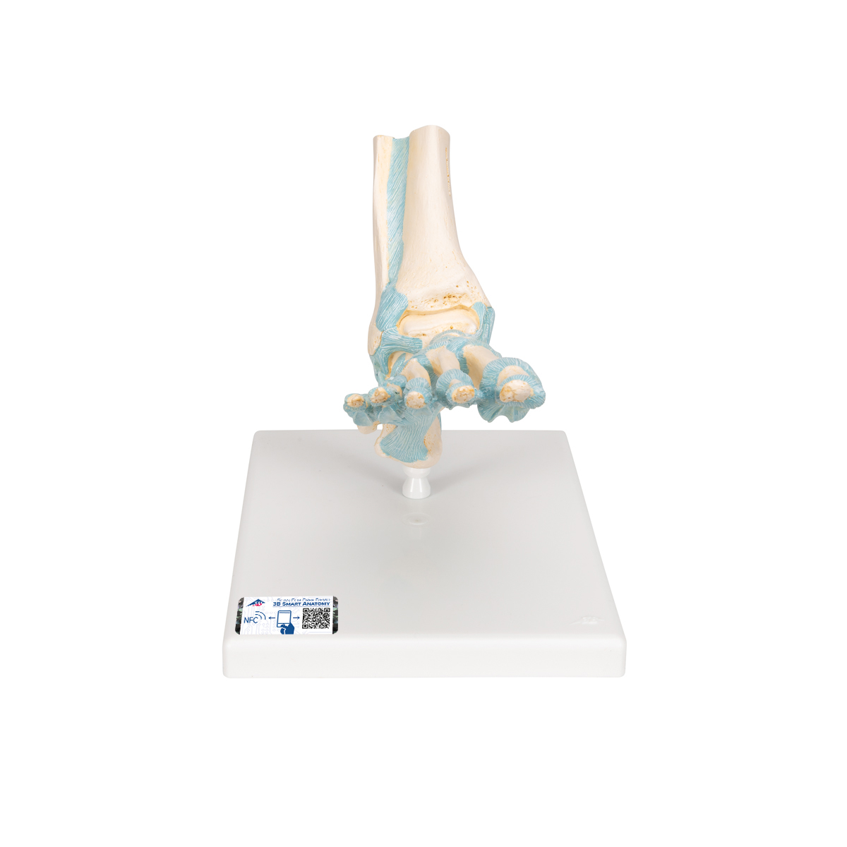 Modell des Fußskeletts mit Bändern - 3B Smart Anatomy, Bestellnummer 1000359, M34, 3B Scientific
