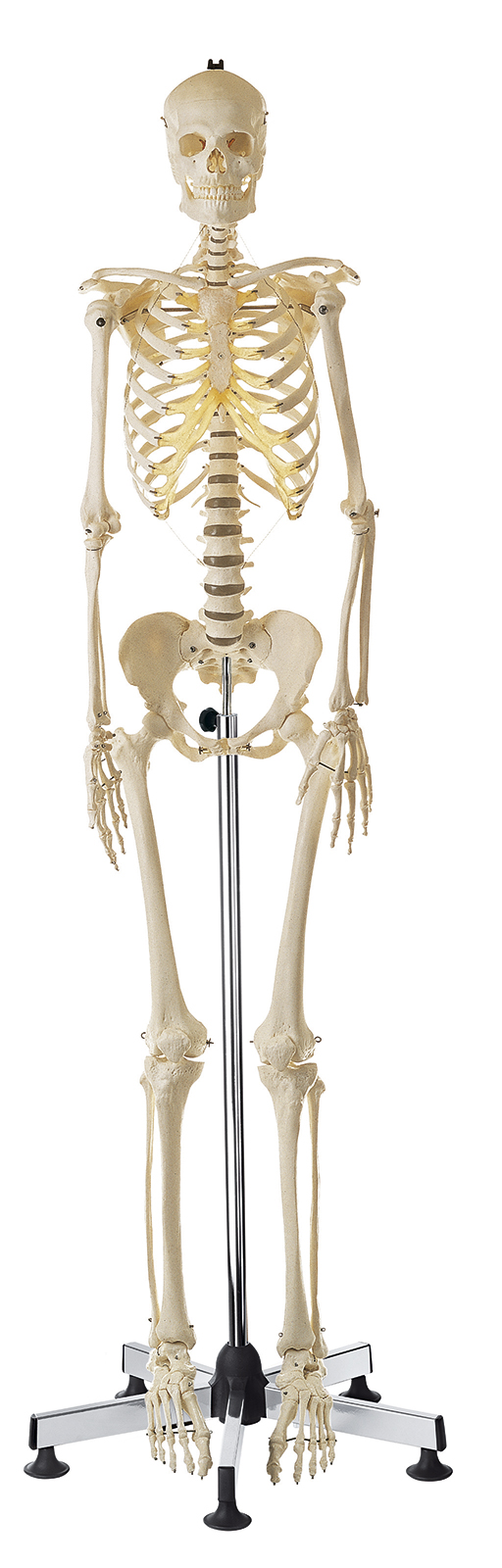 Künstliches Homo-Skelett, weiblich, Bestellnummer QS 10/7, SOMSO-Modelle