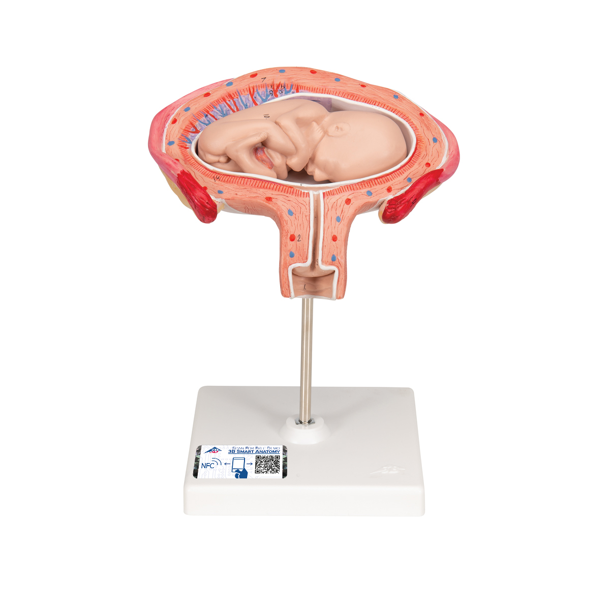 Fetus Modell, 4. Monat, Bauchlage - 3B Smart Anatomy, Bestellnummer 1018626, L10/4, 3B Scientific