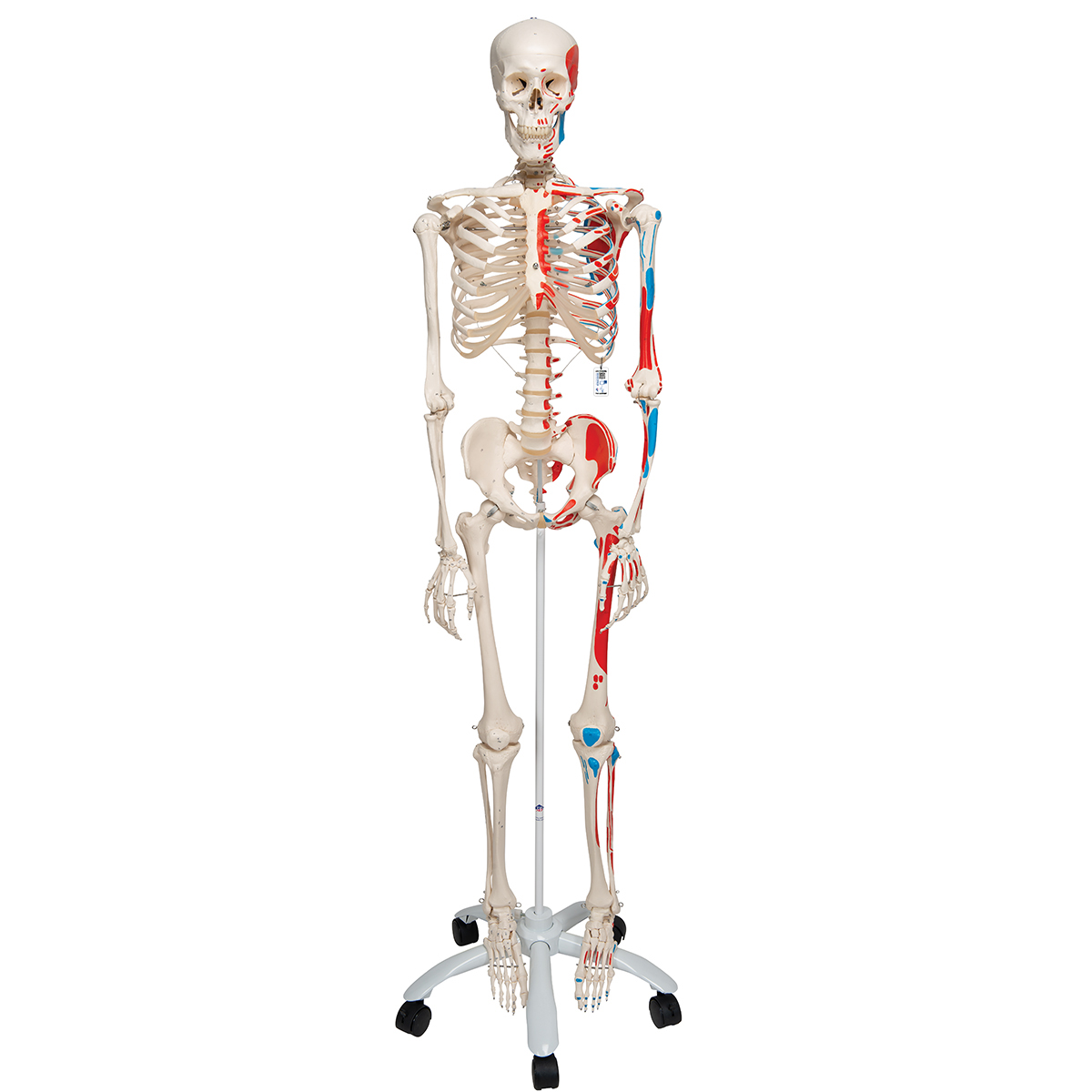 Menschliches Skelett Modell "Max", lebensgroß mit Muskeldarstellung, auf Metallstativ mit Rollen - 3B Smart Anatomy