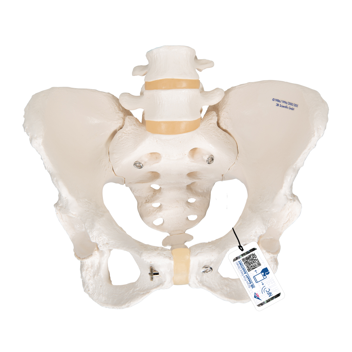 Becken-Skelett Modell, weiblich - 3B Smart Anatomy, Bestellnummer 1000134, A61, 3B Scientific