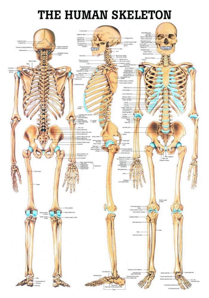 The Human Skeleton, englisch, 50x70 cm, Papier, Bestellnummer PO03/E, Rüdiger-Anatomie