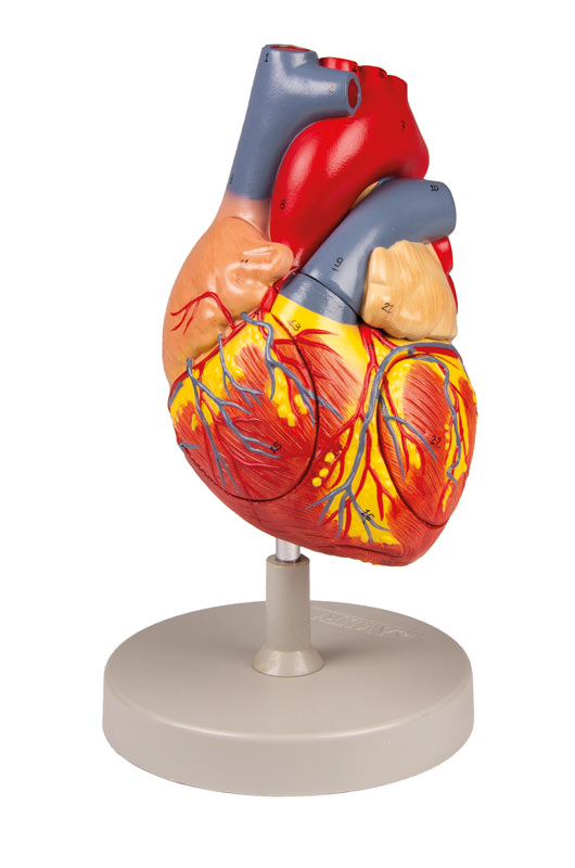 Herzmodell, 2-fache Lebensgröße, 4 Teile, Bestellnummer G112, Erler-Zimmer