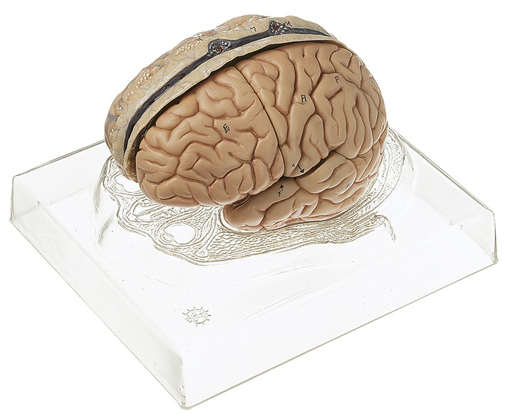 Gehirnmodell, Bestellnummer BS 23/3, SOMSO-Modelle