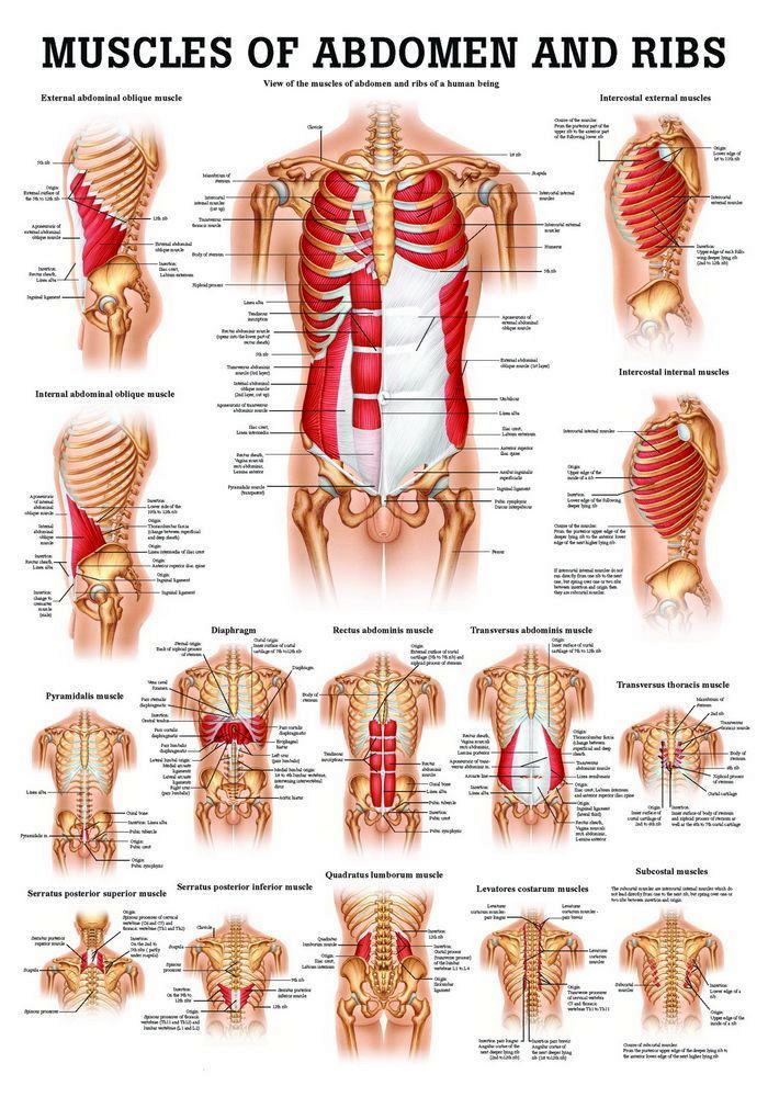 Muscular System of Abdomen and Ribs, englisch, 50x70 cm, laminiert, Bestellnummer PO51/E/L, Rüdiger-Anatomie