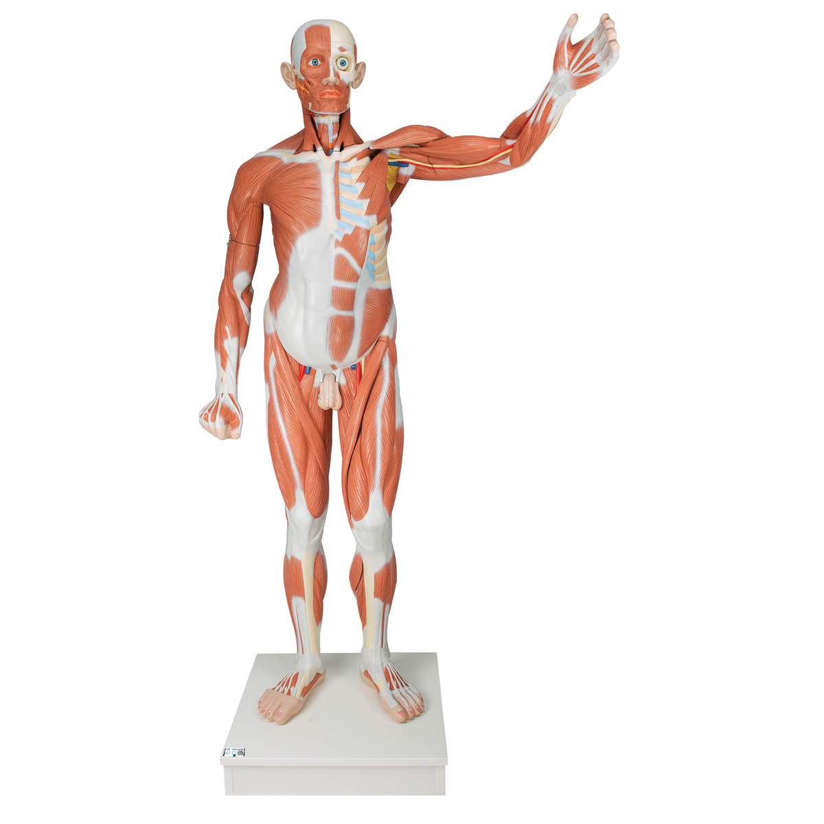 Lebensgroße männliche Muskelfigur, 37-teilig - 3B Smart Anatomy, Bestellnummer 1001235, VA01, 3B Scientific