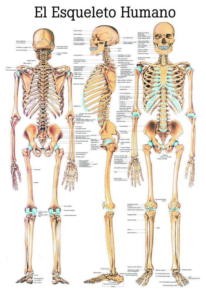 El Esqueleto Humano, spanisch, 70x100 cm, laminiert, Bestellnummer ES03/L, Rüdiger-Anatomie