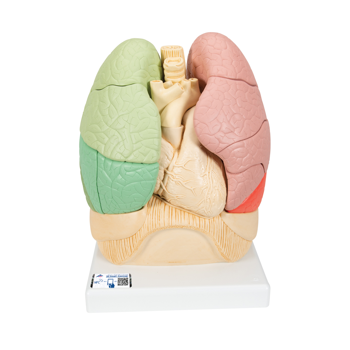 Segmentiertes Lungenmodell - 3B Smart Anatomy, Bestellnummer 1008494, G70, 3B Scientific
