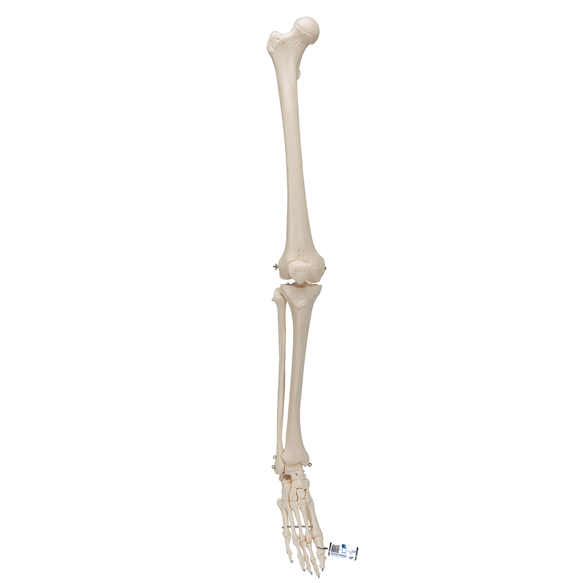 Beinskelett Modell mit Fuß - 3B Smart Anatomy, Bestellnummer 1019359, A35, 3B Scientific