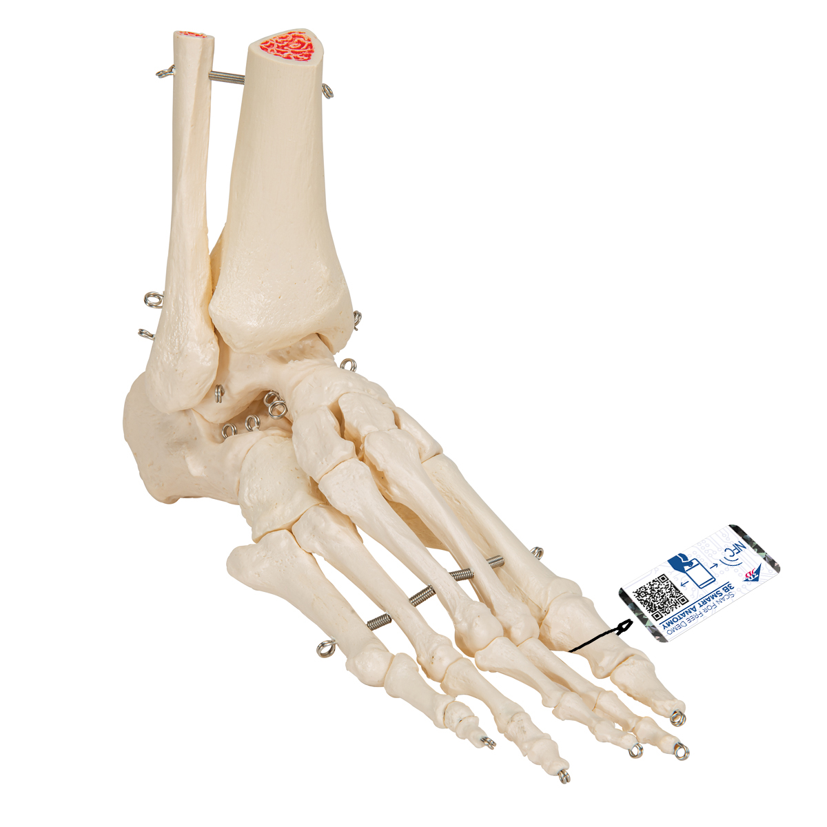 Fußskelett Modell mit Schienbein- und Wadenbeinstumpf, auf Draht gezogen - 3B Smart Anatomy, Bestellnummer 1019357, A31, 3B Scientific