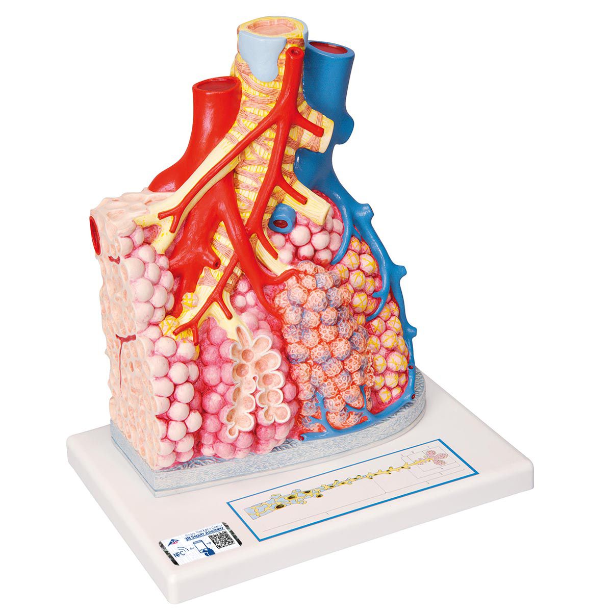 Lungenläppchen Modell mit umgebenden Blutgefäßen - 3B Smart Anatomy, Bestellnummer 1008493, G60, 3B Scientific