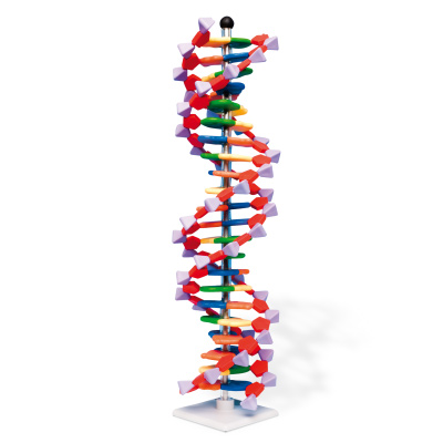 DNA-Doppelhelix-Modell, miniDNA®-Bausatz, 22 Segmente, Bestellnummer 1005297, W19762, W19762, Molymod