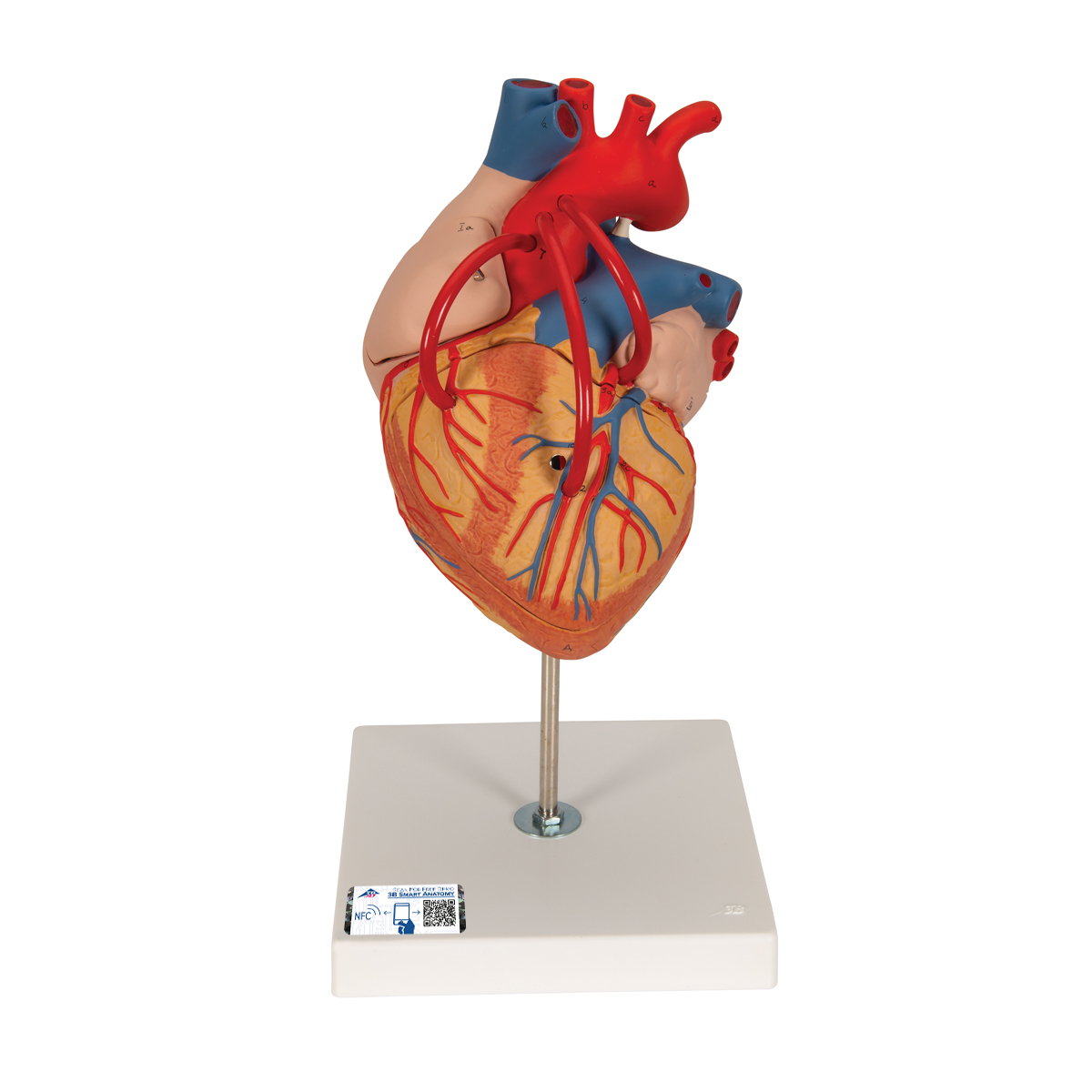 Herzmodell mit Bypass, 2-fache Größe, 4-teilig - 3B Smart Anatomy, Bestellnummer 1000263, G06, 3B Scientific