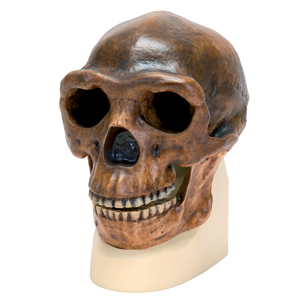 Schädelreplikat Homo erectus pekinensis (Weidenreich, 1940), Bestellnummer 1001293, VP750/1, 3B Scientific