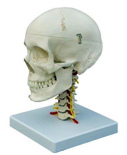 Homo-Schädel, auf HWS, schwer, Bestellnummer A224, Rüdiger-Anatomie