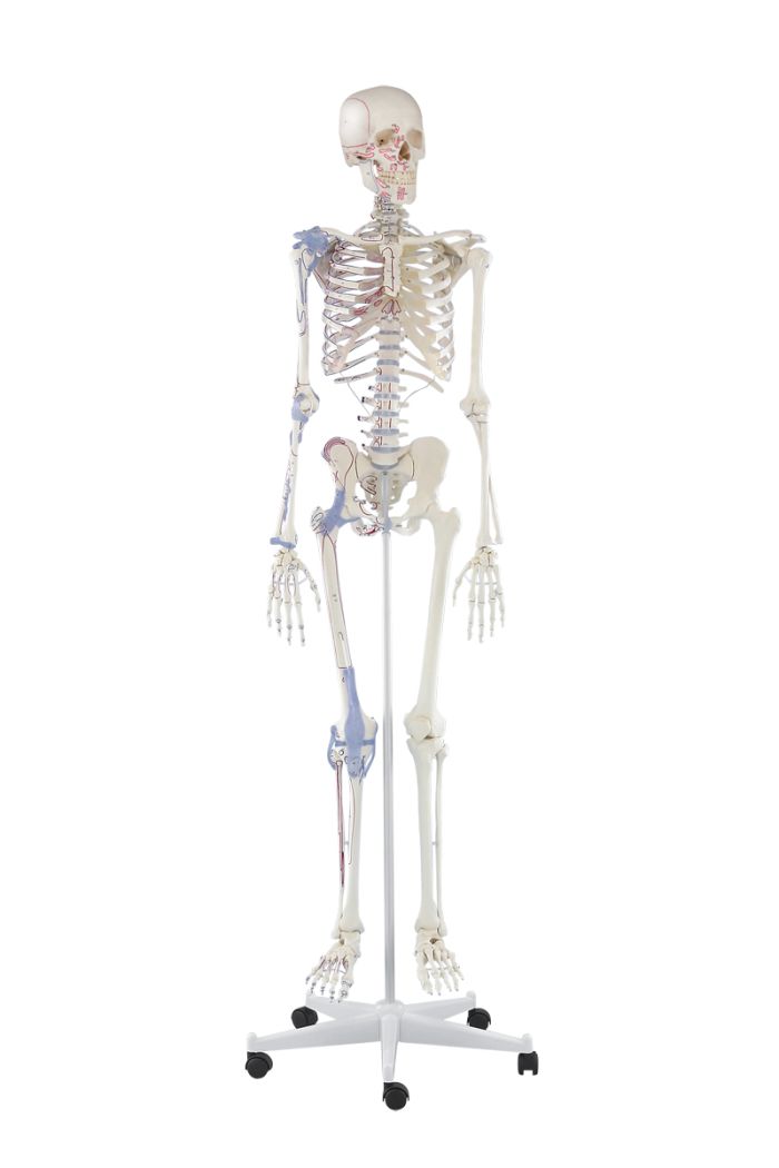 Skelett Bert mit Muskelmarkierungen und Bandapparat, Bestellnummer 3010, Erler-Zimmer
