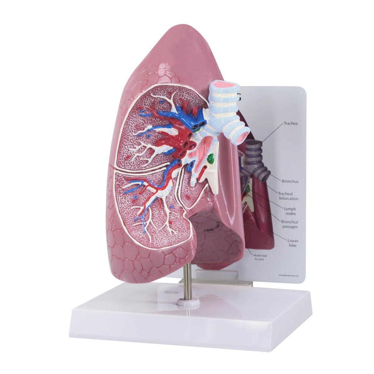 Lungenmodell, Bestellnummer 1019545, 3100, GPI Anatomicals
