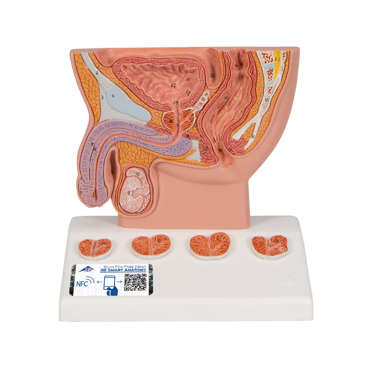 Prostata Modell, 1/2 Größe - 3B Smart Anatomy, Bestellnummer 1000319, K41, 3B Scientific