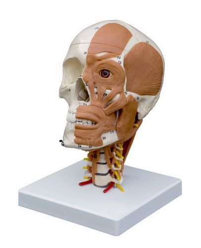 Schädel auf Halswirbelsäule mit Darstellung der Hals- und Kopfmuskulatur, schwer, Bestellnummer A265, Rüdiger-Anatomie