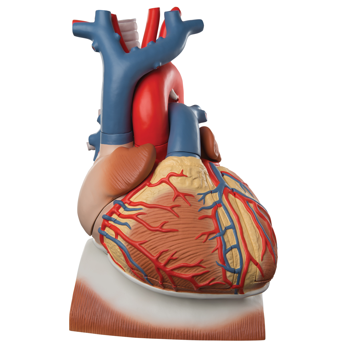 Herzmodell mit Zwerchfell, 3-fache Größe, 10-teilig - 3B Smart Anatomy, Bestellnummer 1008547, VD251, 3B Scientific