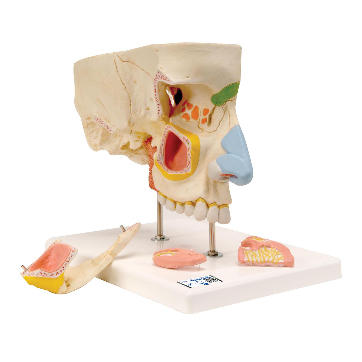 Nasenmodell mit Nasennebenhöhlen, 5-teilig - 3B Smart Anatomy, Bestellnummer 1000254, E20, 3B Scientific