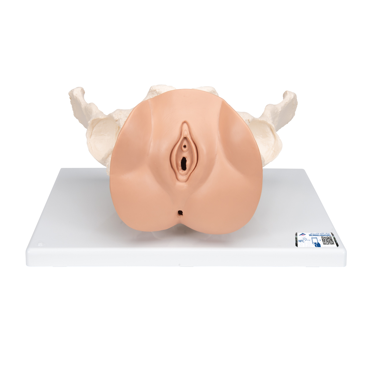 Weibliches Beckenskelett Modell mit Genitalorganen, 3 teilig - 3B Smart Anatomy, Bestellnummer 1000335, L31, 3B Scientific