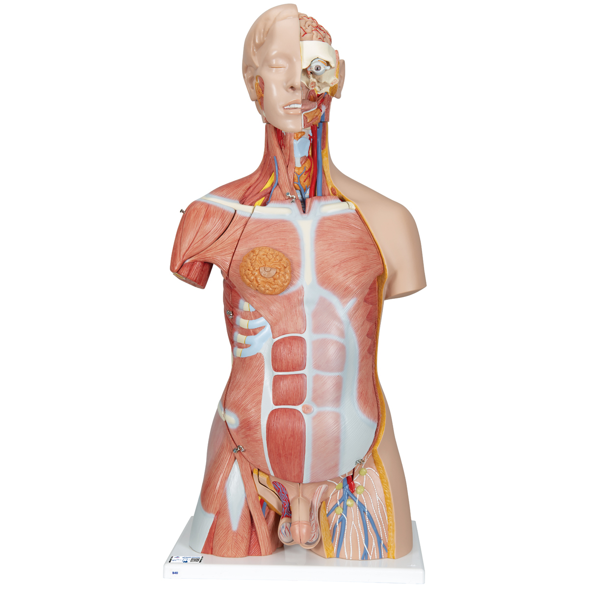 Luxus Muskel Torso Modell, mit weiblichen & männlichen Geschlechtsorganen, 31-teilig - 3B Smart Anatomy, Bestellnummer 1000203, B40, 3B Scientific